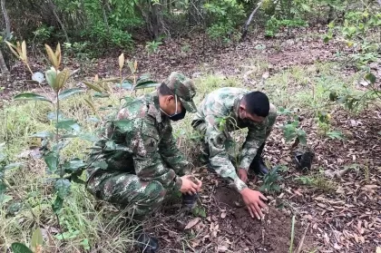 En Arauca han sido sembrados más de 25 mil árboles por el Ejército Nacional 